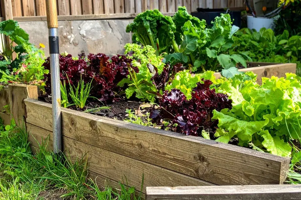 Warzywa z podłożem ogrodowym