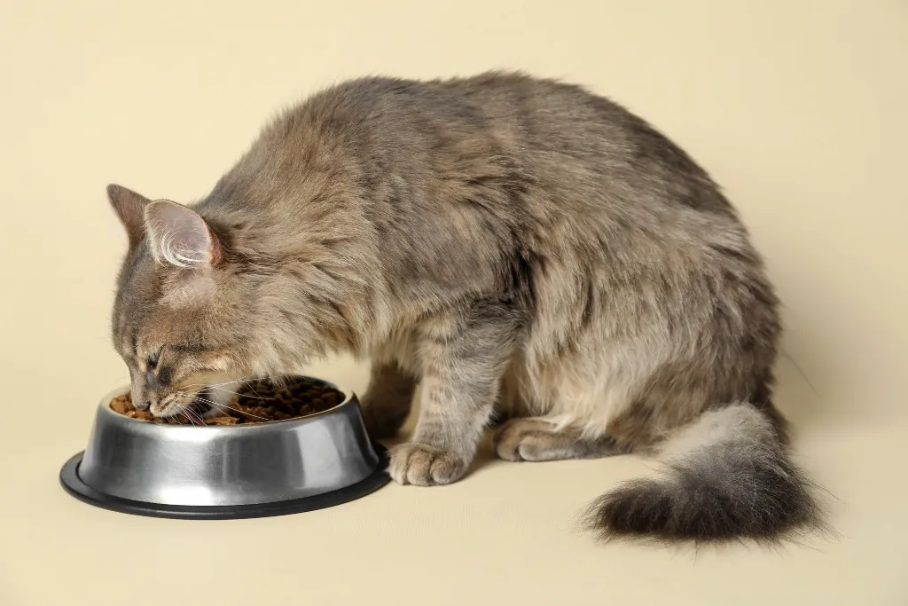 Kot jedzący suchą karmę dla kota